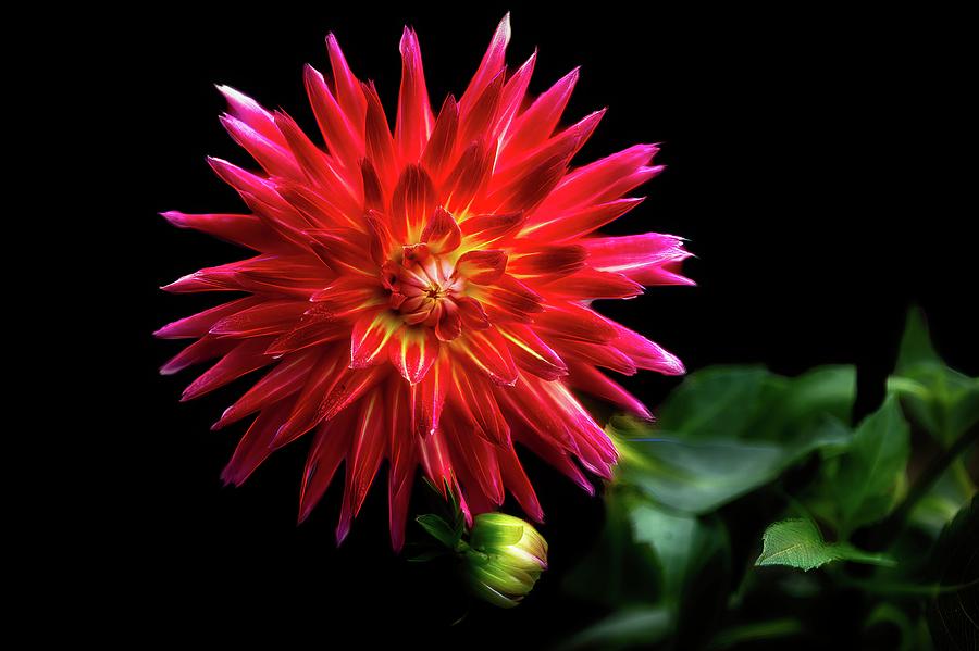 Nature Digital Art - Dahlia Rose Jupiter on black  by Ed Stines