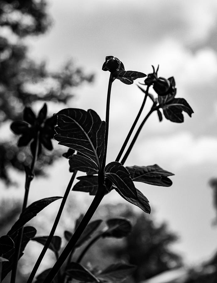 Dahlia Silhouettes in Black and White Photograph by W Craig Photography
