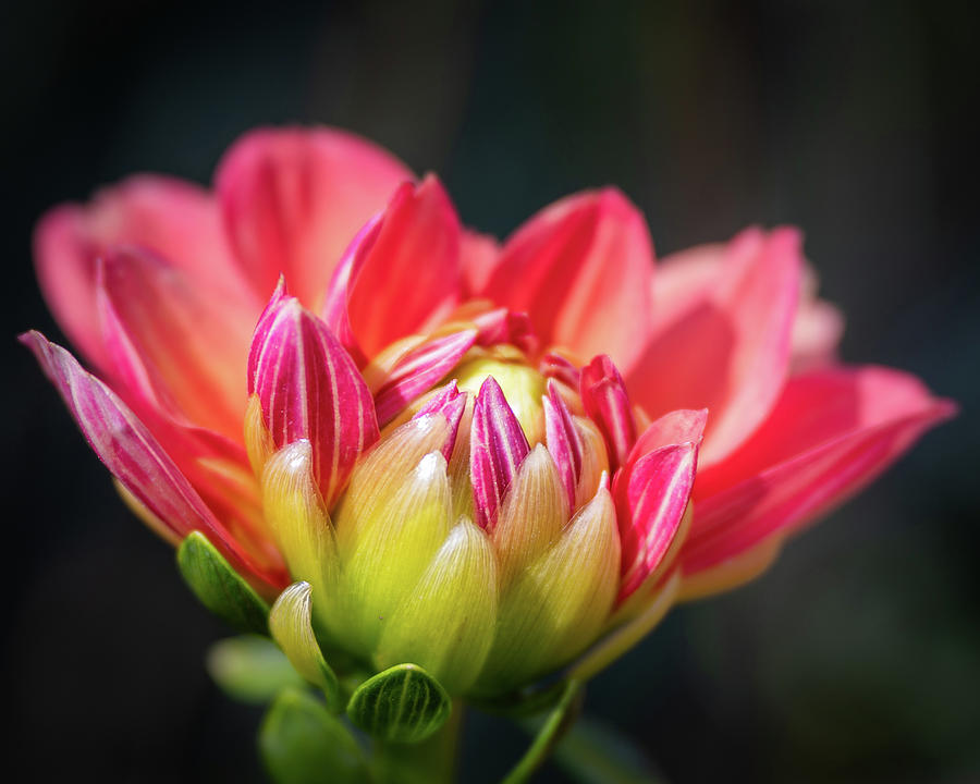 Dahlia Starting To Bloom Photograph by Elvira Peretsman