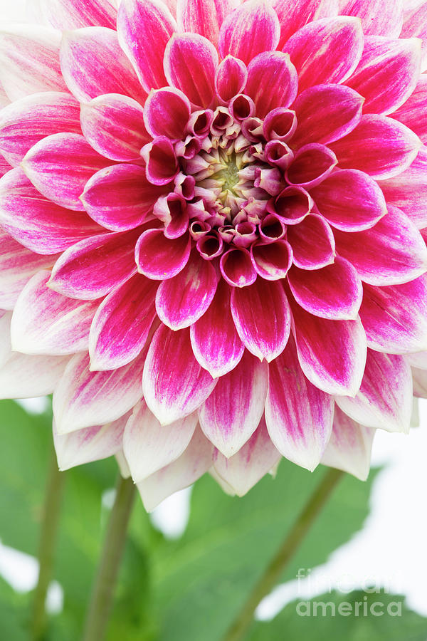 Dahlia Temple of Beauty Flower Abstract Photograph by Tim Gainey