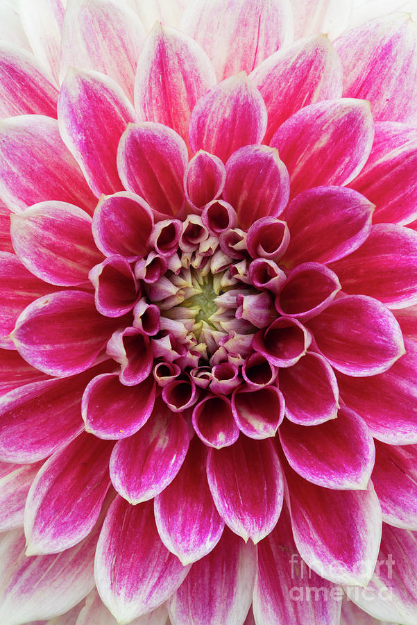 Dahlia Temple of Beauty Photograph by Tim Gainey