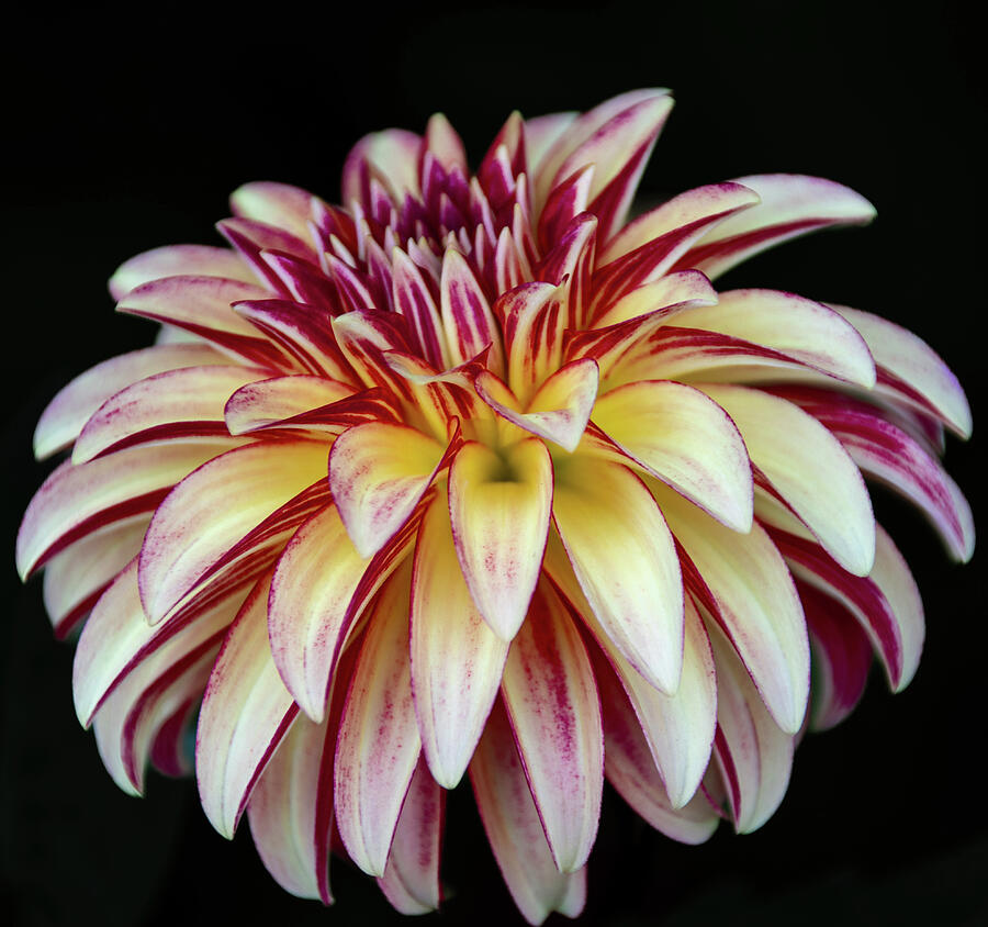 Dahlia Two Toned Photograph by Julie Palencia Dahlia Two Toned Photograph by Julie Palencia