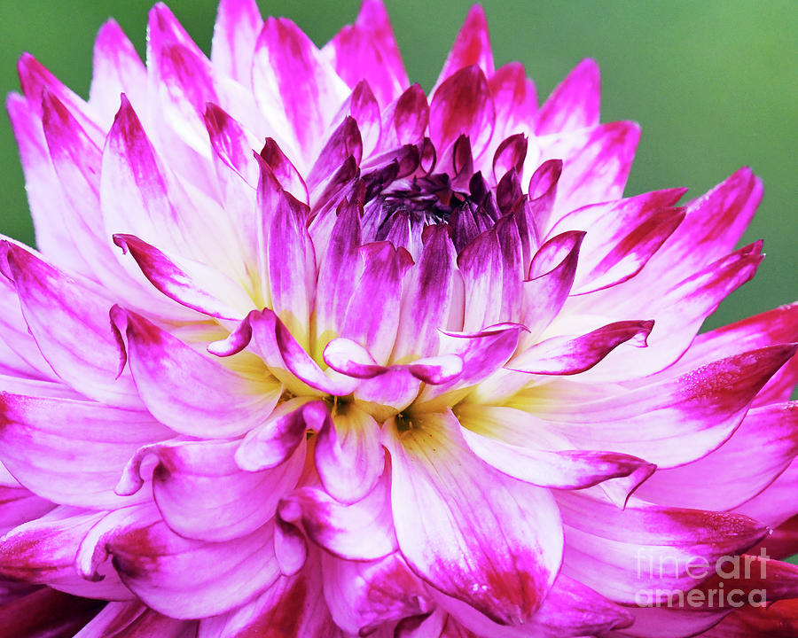 Dahlia up close Photograph by Kristine Anderson