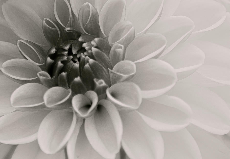 Dahlia V Black and White Photograph by Joan Han