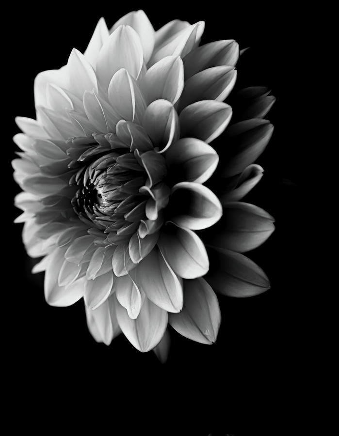 Dahlia VI Black and White Photograph by Joan Han