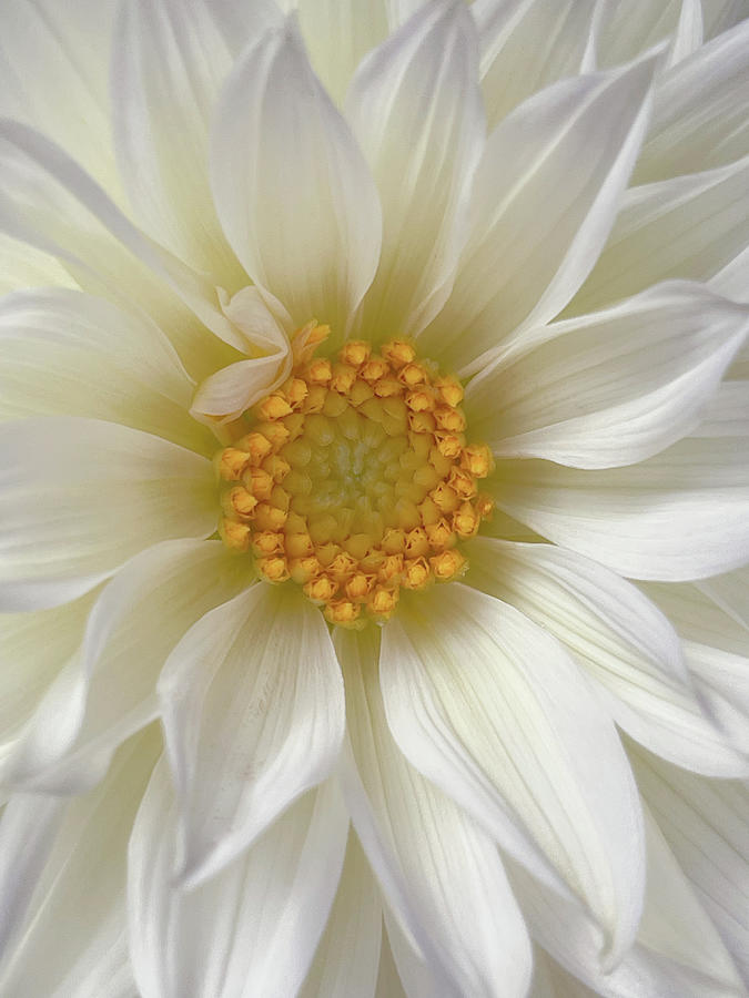 Dahlia White Petals Photograph by Julie Palencia