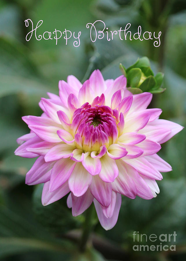 Dahlia with Light Pink Touch Birthday Photograph by Carol Groenen