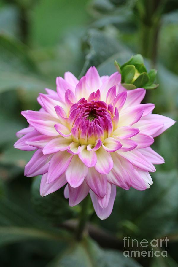 Dahlia with Light Pink Touch Photograph by Carol Groenen