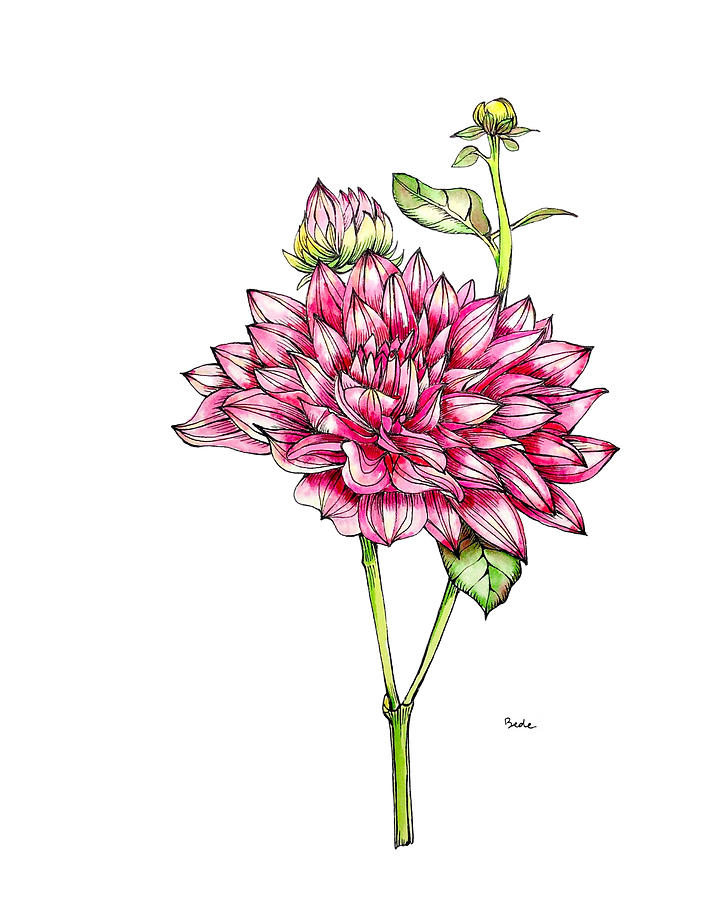 Dahlias for Frances I Painting by Catherine Bede
