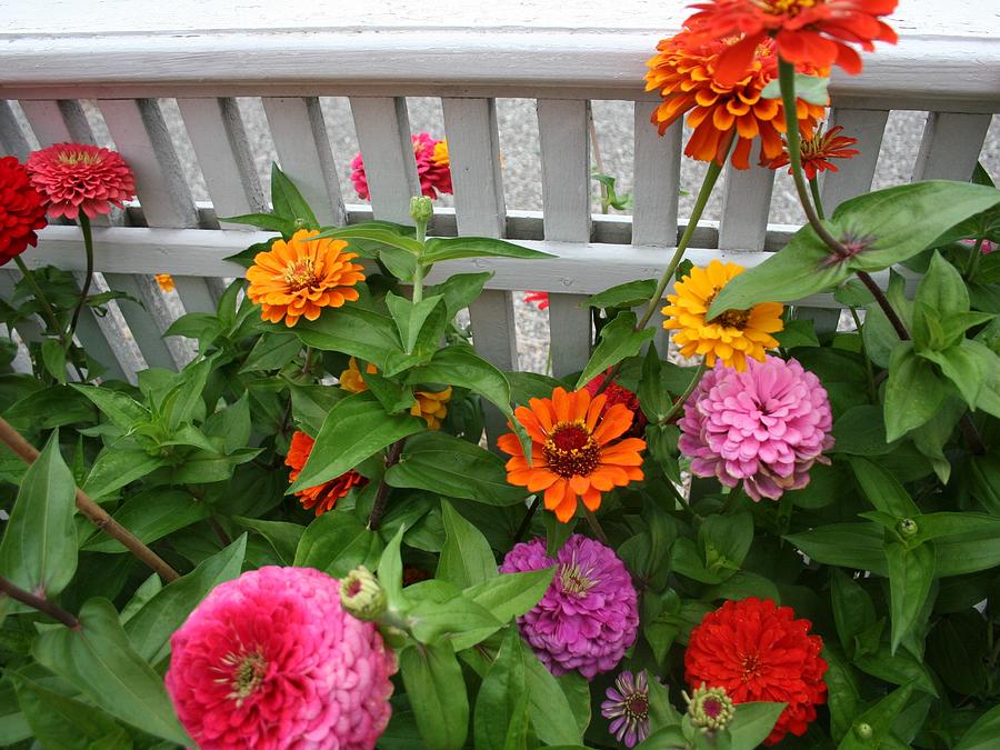 Zinnias Photograph by Harvest Moon Photography By Cheryl Ellis Zinnias Photograph by Harvest Moon Photography By Cheryl Ellis