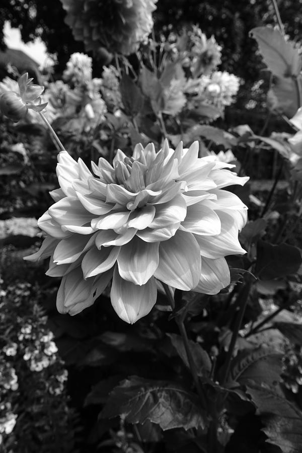 Dahlias in BW II Photograph by Patricia Caron