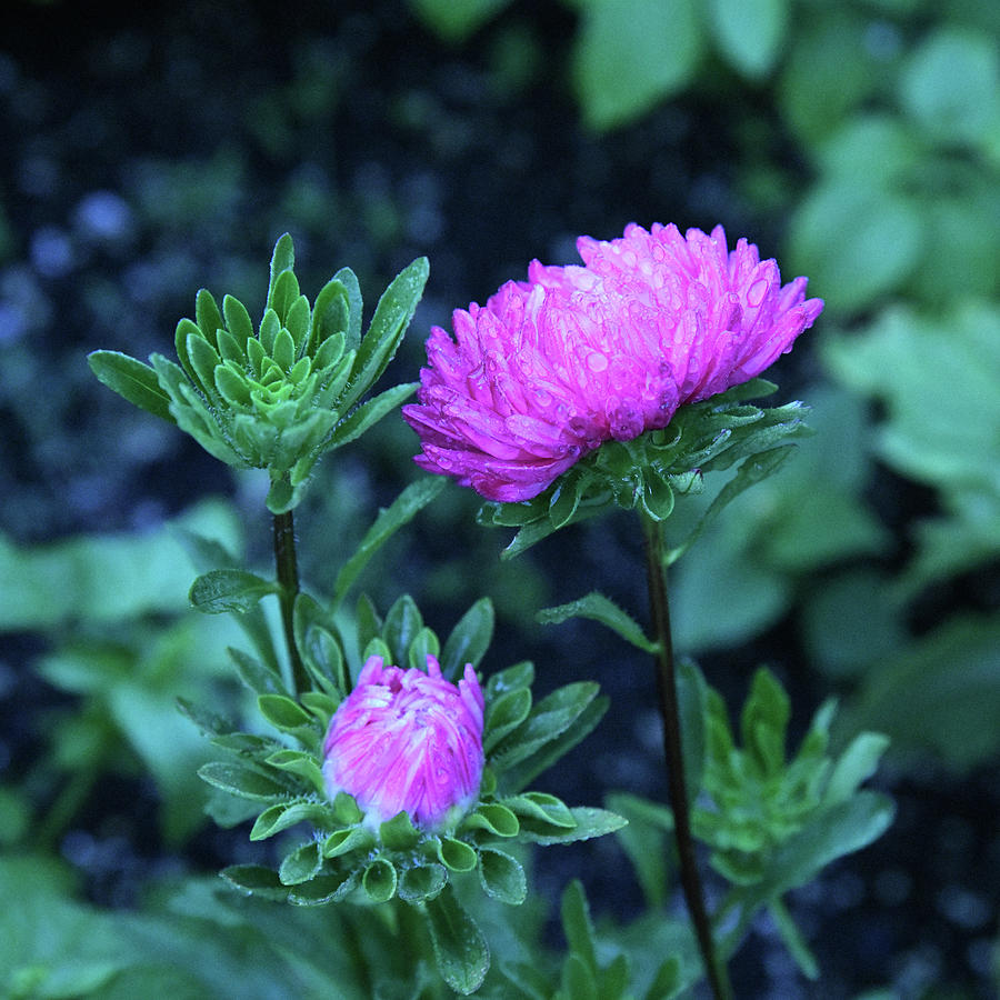 Dahlias In Pink Photograph by Robert Tubesing - Fine Art America