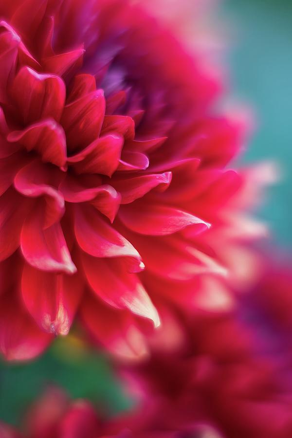 Flower Photograph - Dahlias in Red Closeup by Mike Reid