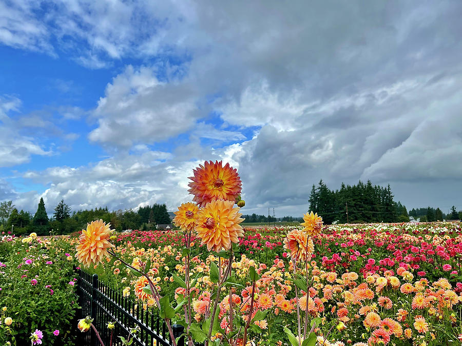 Dahlias In The Sky Photograph by Brian Eberly