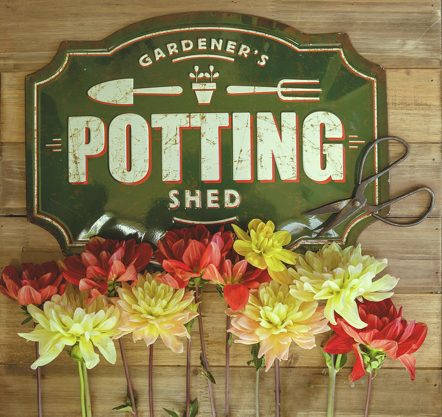 Dahlias with Potting Shed Sign Photograph by Rebecca Cozart