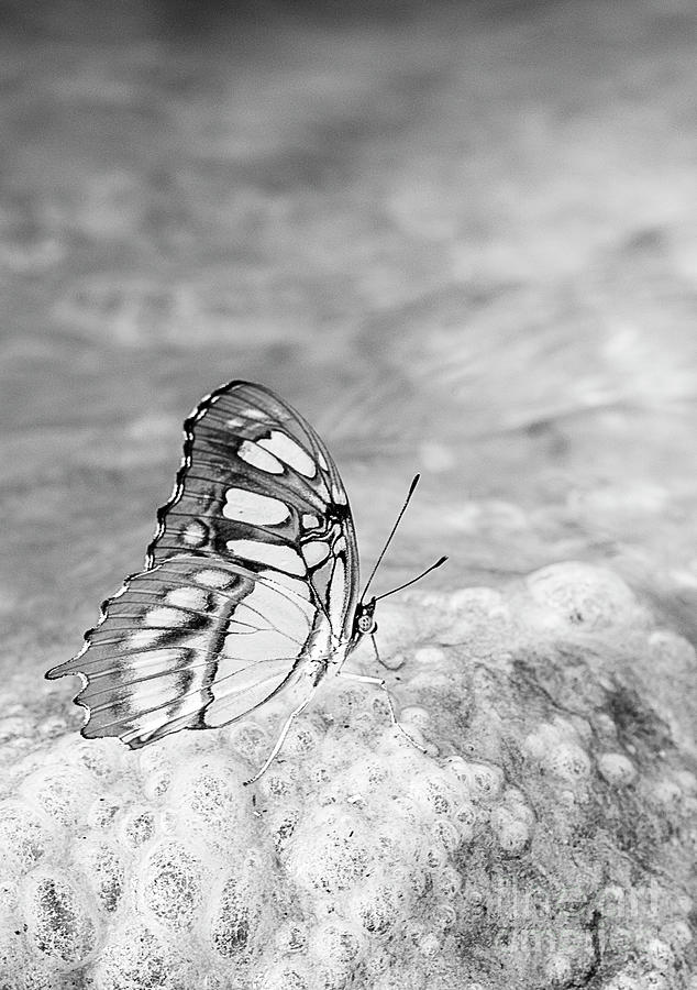 Butterfly Photograph - Dainty and Beautiful BW by Elisabeth Lucas