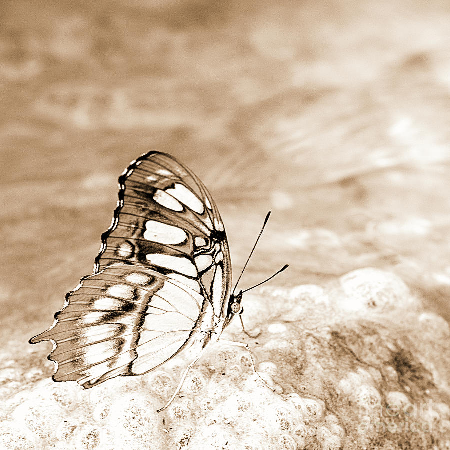 Butterfly Photograph - Dainty and Beautiful Sepia by Elisabeth Lucas