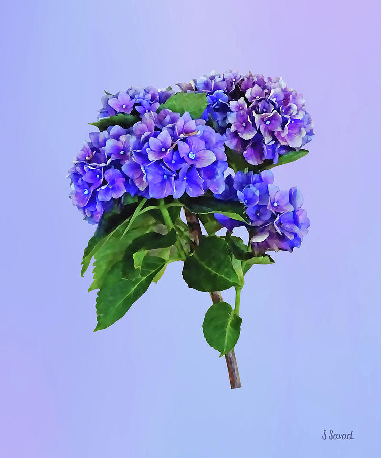 Dainty Blue Hydrangea Photograph by Susan Savad