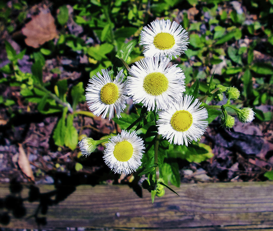 Dainty Daisies Photograph by Heather Bettis