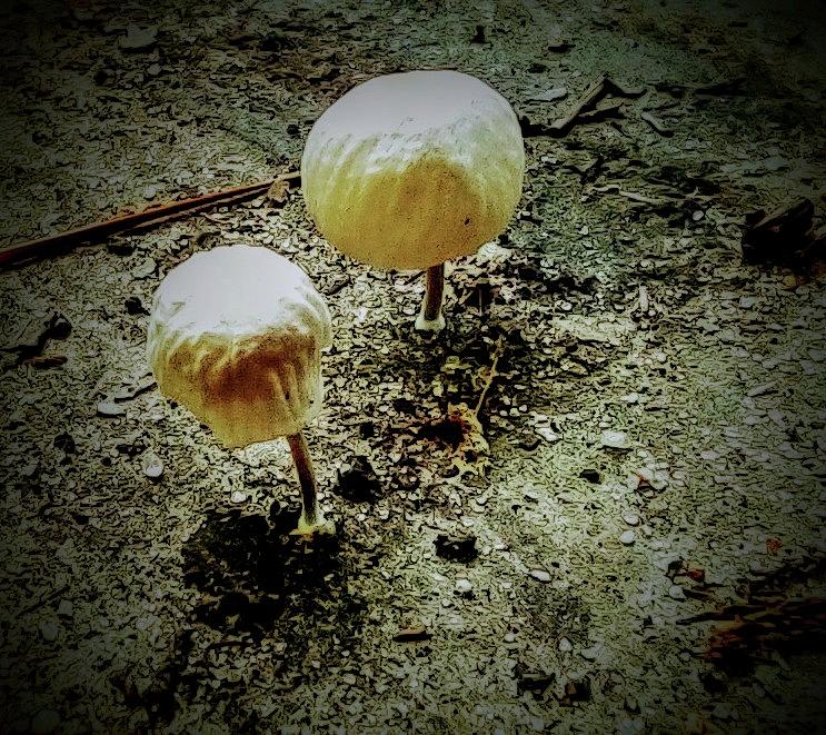 Dainty Mushrooms-2 Photograph