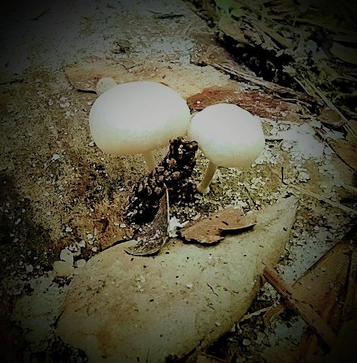 Dainty Mushrooms Photograph