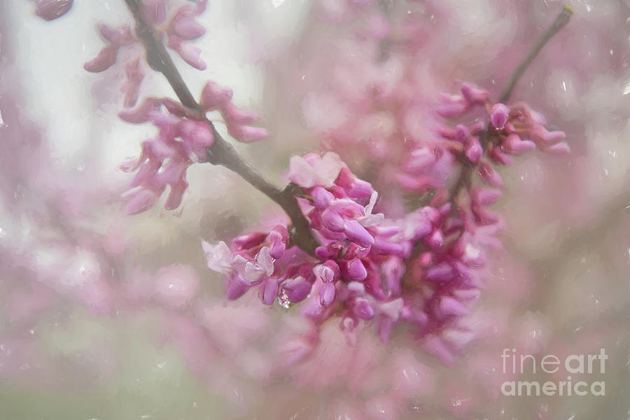 Dainty Pink Blossoms Digital Art by Amy Dundon