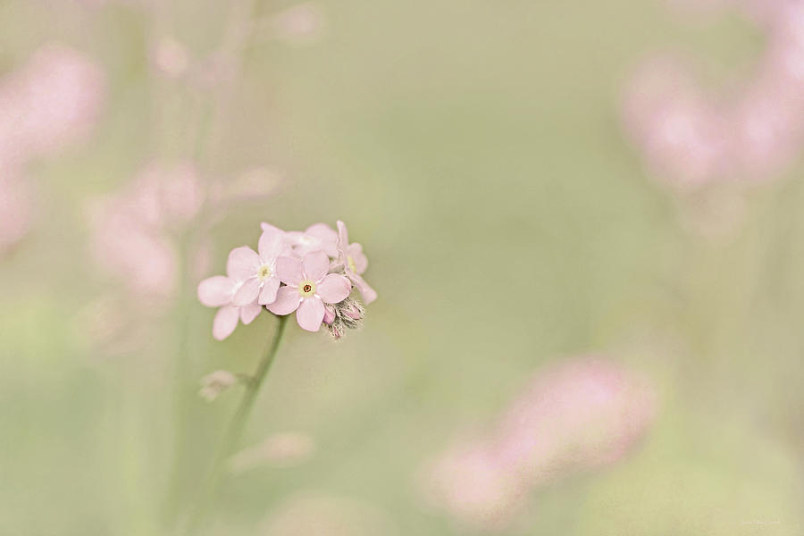 Dainty Pink Flowers Photograph by Jennie Marie Schell