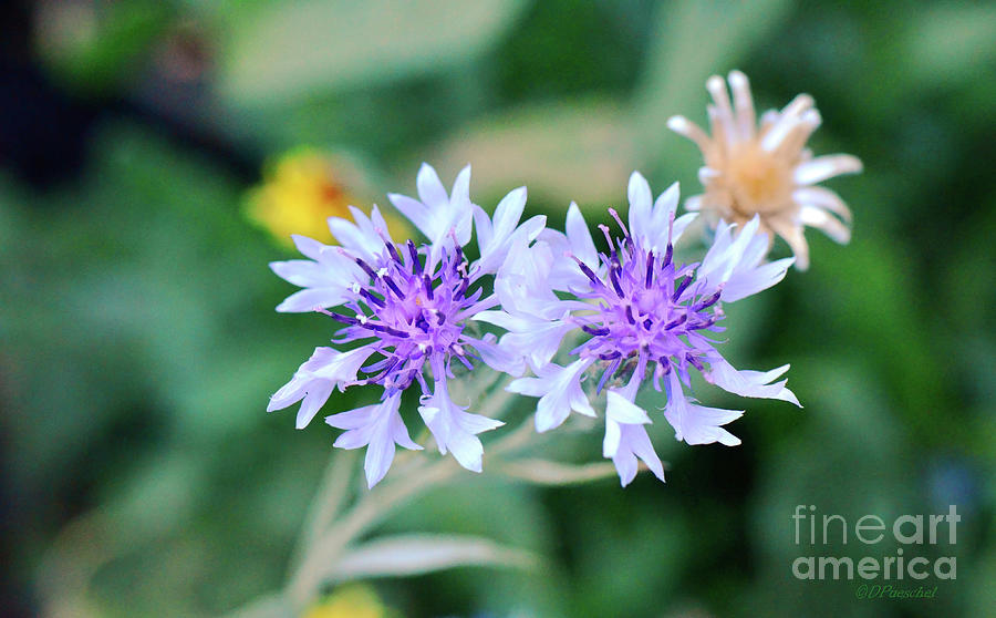 Dainty Purple and White Photograph by Debby Pueschel