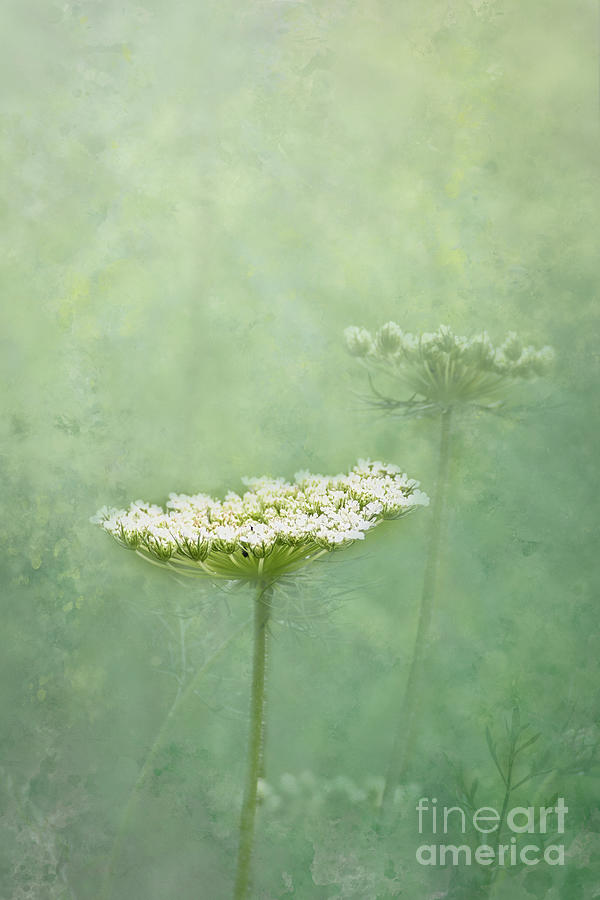 Dainty Queen Annes Lace Photograph by Amy Dundon