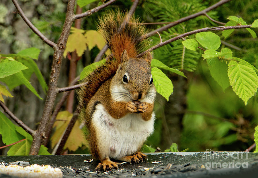 Dainty Red Squirrel Photograph by Sandra Js