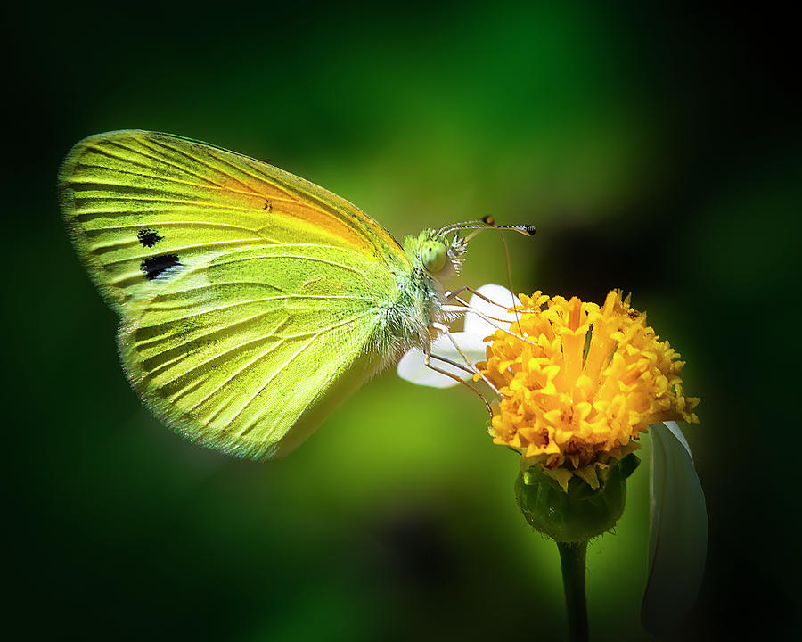 Dainty Sulphur Butterfly Photograph by Mark Andrew Thomas
