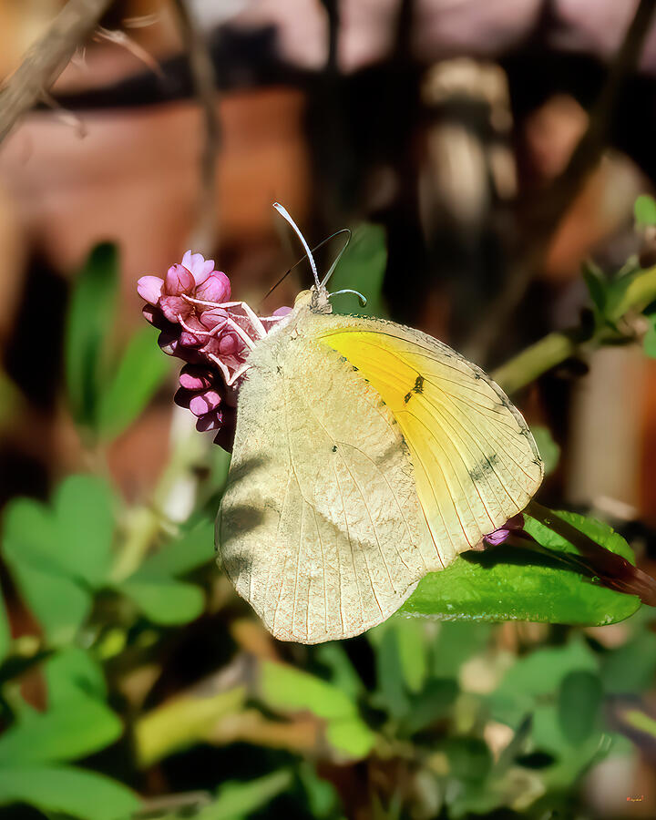 Dainty Sulphur Butterfly visiting Smartweed DIN0429 Photograph by Gerry Gantt Dainty Sulphur Butterfly visiting Smartweed DIN0429 Photograph by Gerry Gantt