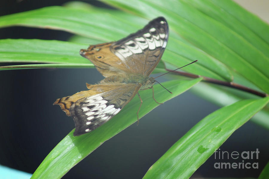 Dainty Swallowtail Photograph by Cassandra Buckley