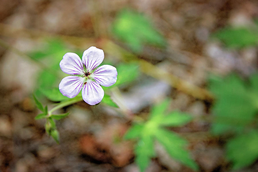 Dainty Wildflower Photograph by Kelley Tutas - Fine Art America