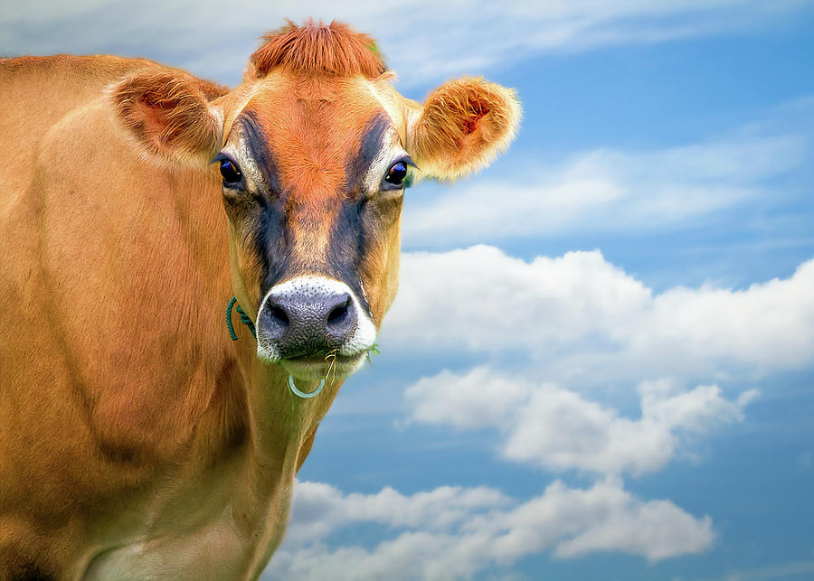 Cow Photograph - Dairy Cow  Bessy by Bob Orsillo