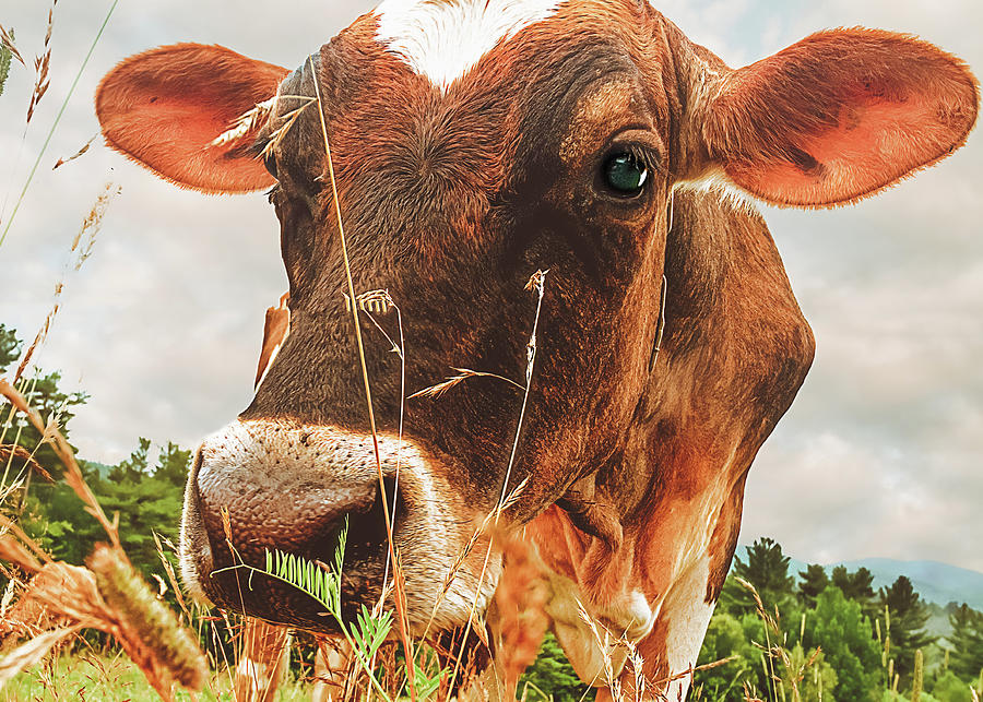Cow Photograph - Dairy Cow by Bob Orsillo