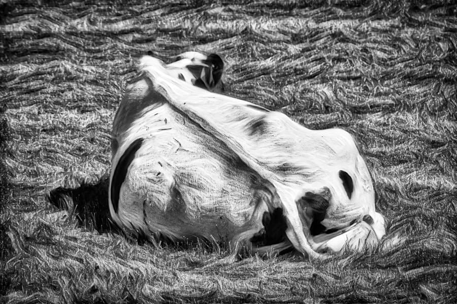 Dairy Cow Resting in BW Photograph by Marco Sales