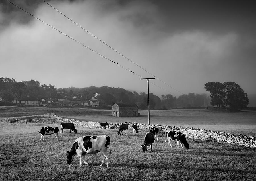 Animal Photograph - Dairy Cows At Sunrise by Ian Livesey
