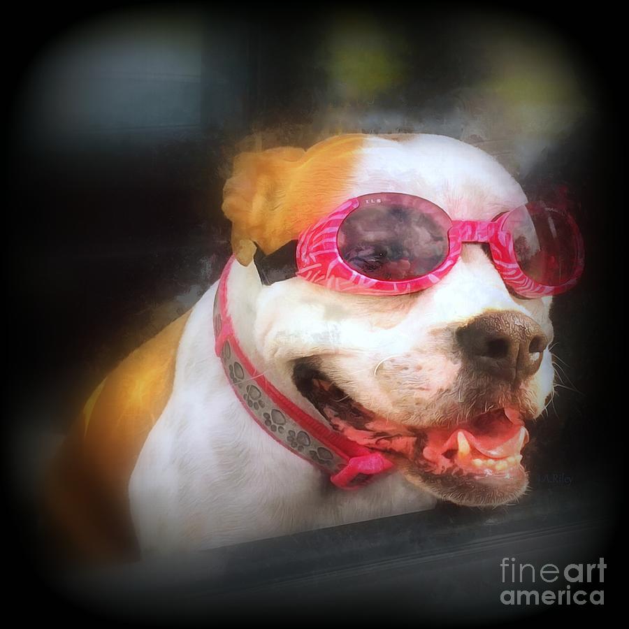 Daisy Dog Goggles Car Ride Portrait  Mixed Media by Janine Riley