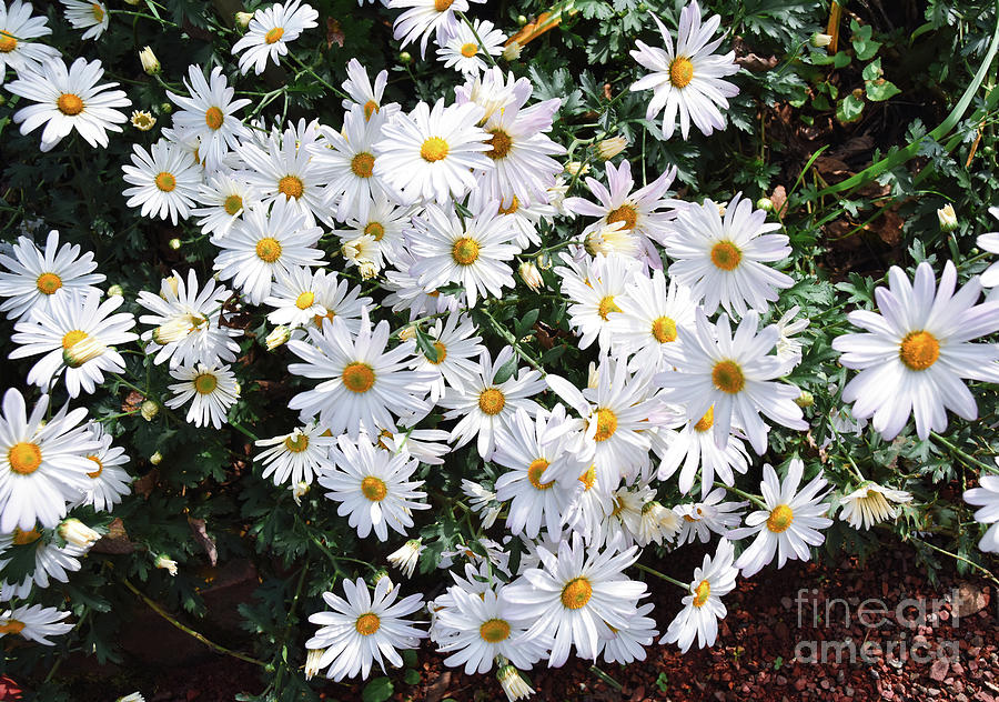 Daisies 4 Photograph by Andrea Anderegg