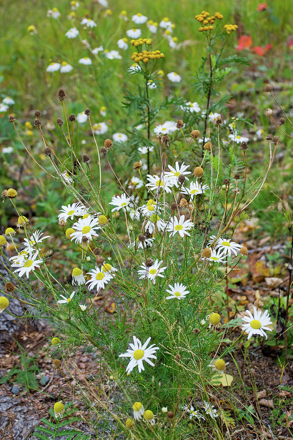 Daisies Along the Roadside Photograph by Mary Tastad Daisies Along the Roadside Photograph by Mary Tastad