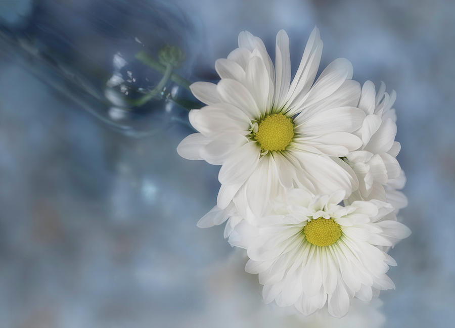 Daisies And Blue Bottle Photograph