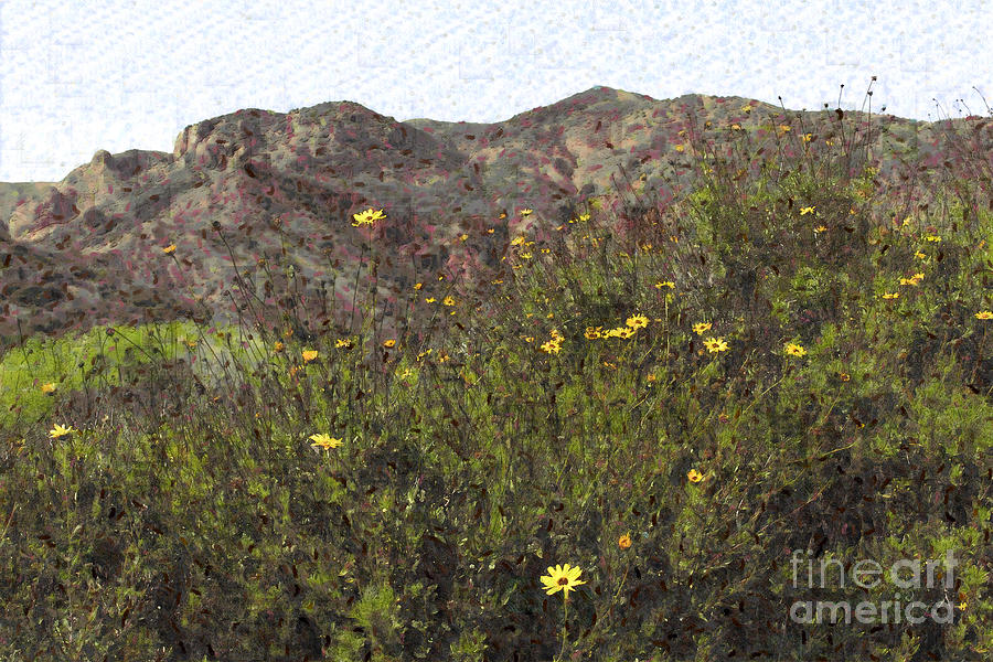 Daisies And Mountains Photograph