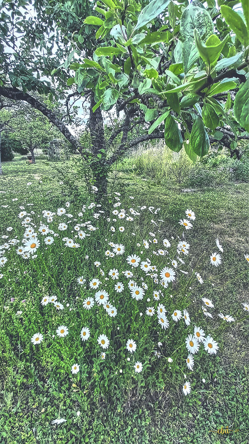 Daisies and Plum tree Photograph by Elaine Berger