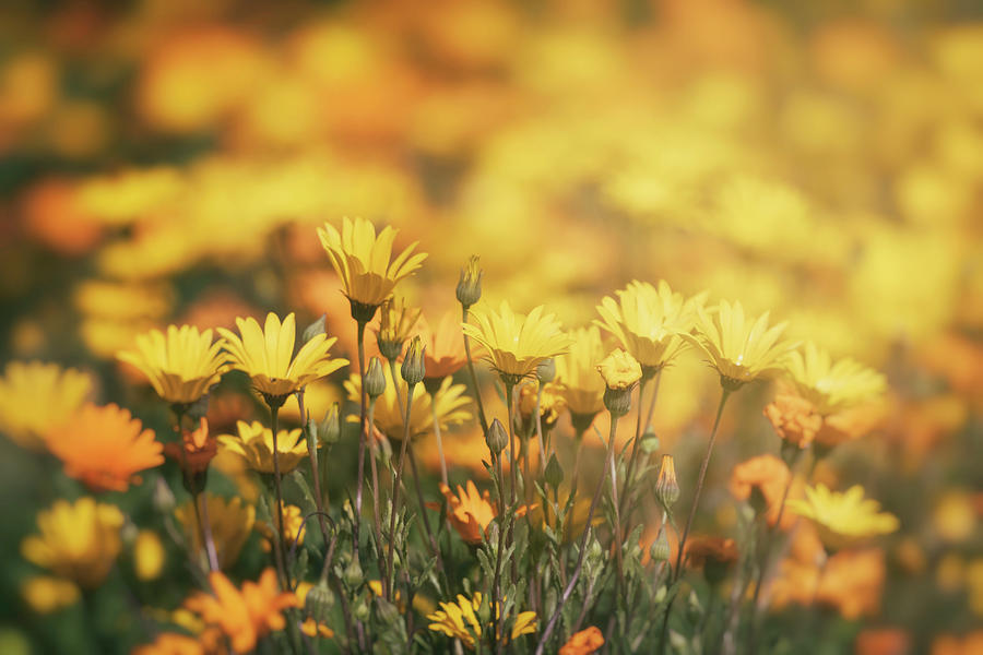 Daisies At Dawn Photograph By Saija Lehtonen