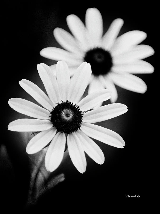 Daisies Black And White Flowers Photograph by Christina Rollo