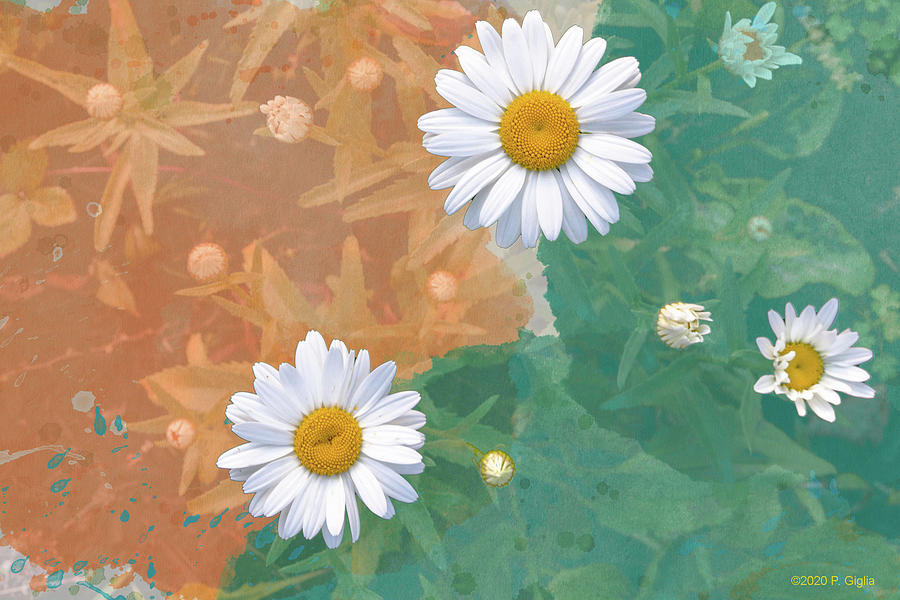 Daisies Burst of Color Photograph by Paul Giglia