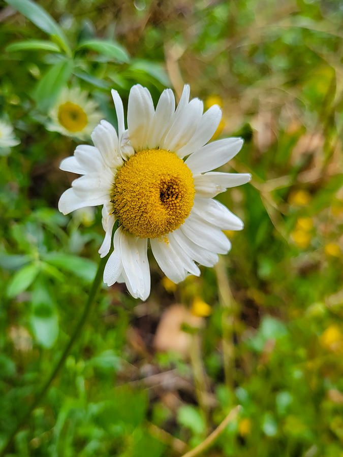 Daisies By The Creek Photograph