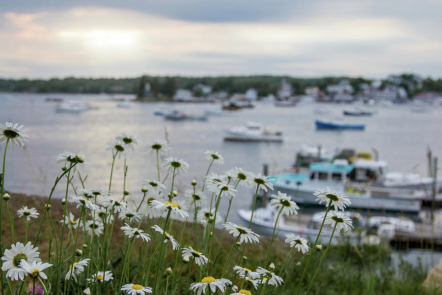 Daisies by the Sea Photograph by Denise Kopko