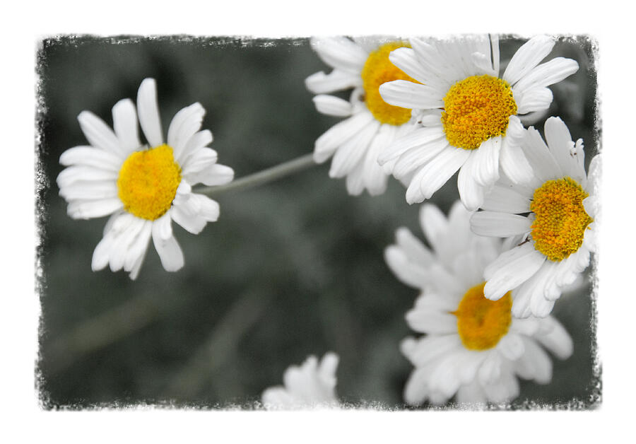 Daisies - colour select Photograph by Katherine Nutt